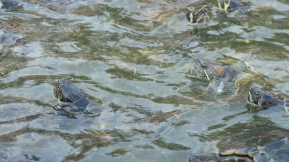 Curious Small Spotted Tortoises Waiting and Seeking Food in a Water Farm in Summer  