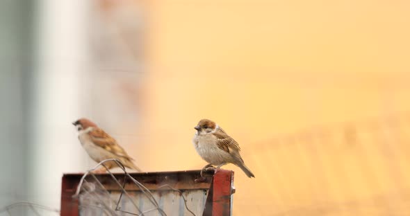Close Up Of Eurasian Tree Sparrow Bird Perching And Landing On Steel. static shot