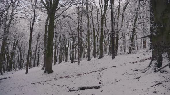 Trees in forest covered in heavy snow on a bright day 39