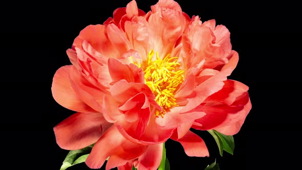 Pink Peony Open Flower in Time Lapse on a Black Background. Vedding Concept. Plant Paeonia