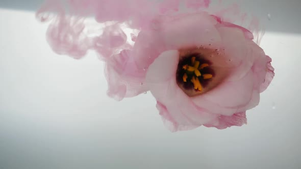 Fresh Rose with a Beautiful Pink Core Is in Cold, Crystal Clear Water. A Stream of Rose Water Pours