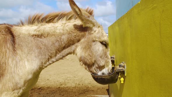 A Thirsty Donkey In Captivity Drinking Water In Kralendijk, Bonaire On A Sunny Day - close up slowmo