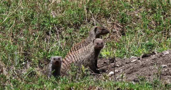 Banded Mongoose, mungos mungo, Group standing at Den entrance, Masai Mara Park in Kenya