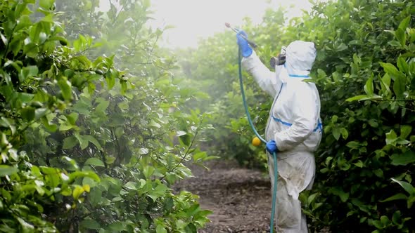 Man spraying toxic pesticides, pesticide, insecticides on fruit lemon growing plantation in Spain