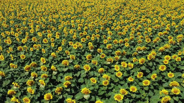 Beautiful Field of Sunflowers Aerial Top Panorama View Background