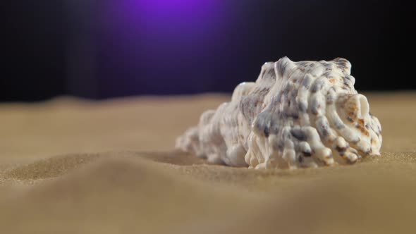 Sea Shell with Sand on Black, Back Light, Rotation, Close Up