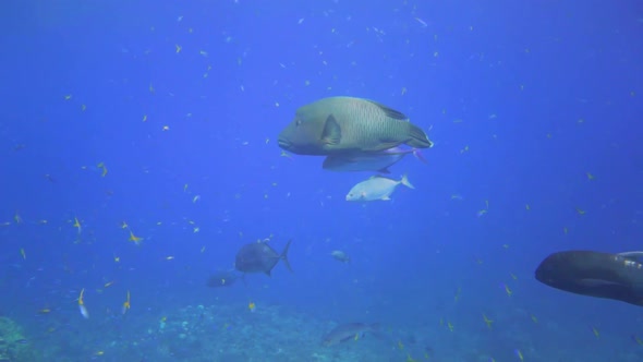 a big napoleon wrasse is swimming over the coral reef with 2 other fish attached to itself