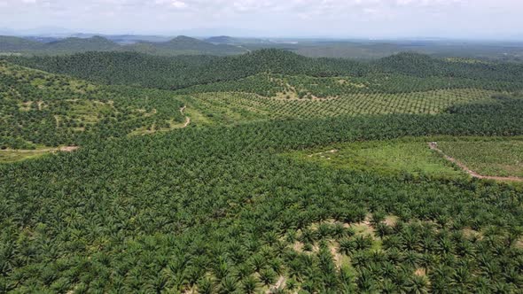 Aerial view green oil palm farm in sunny day