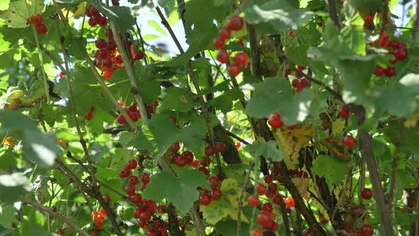 Ripe Juicy Berries of Red Currant in Clusters on Branch