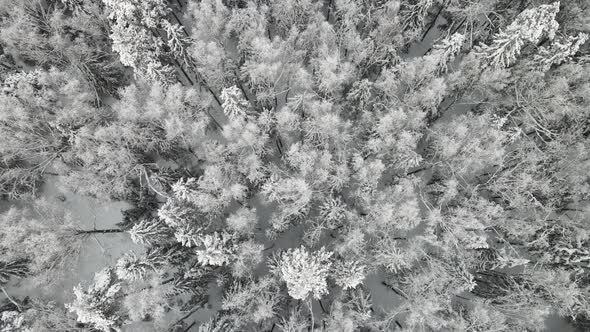 Festive Snow Covered Winter Forest in Cool Weather Aerial View