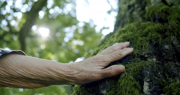 Closeup of the Old Woman's Hand Touches the Moss Overgrown on the Bark of a Tree in the Light of the