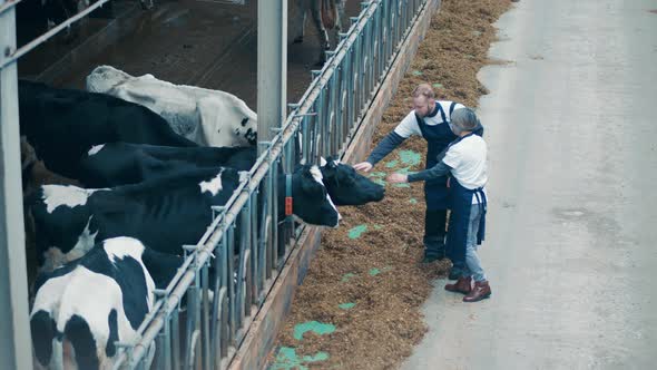 Cowhouse Workers are Petting the Cows