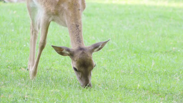 A Fallow Deer Doe Grazes in a Meadow By a Forest on a Sunny Day - Closeup