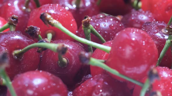 A Group of Red Healthy Cherries Fresh From the Tree