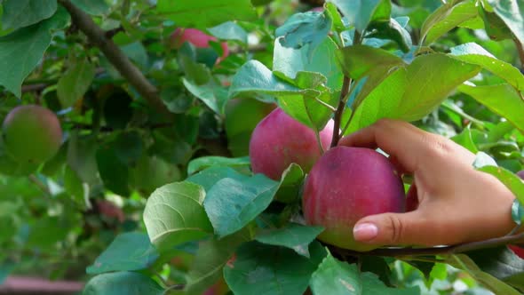 Female Hands Are Picking Beautiful Ripe Red Apples From the Tree in the Orchard