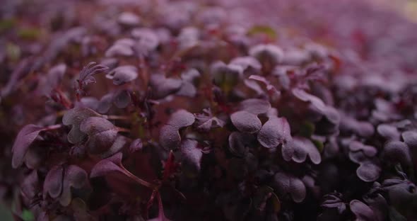 Macro Footage Growed Colorfull Radish Microgreens Vertical Farming Greens Home Business  60p Prores