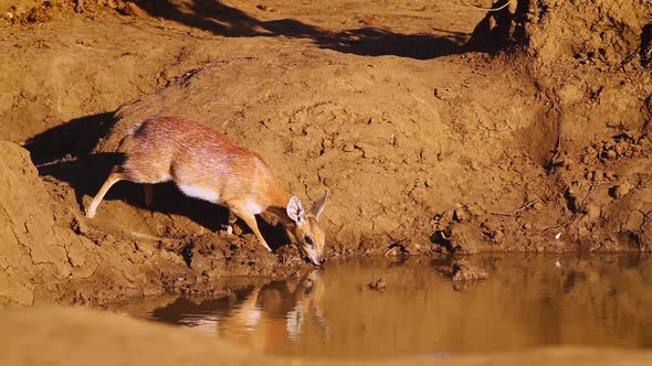 Sharpe grysbok in Kruger National park, South Africa ; Specie Raphicerus sharp