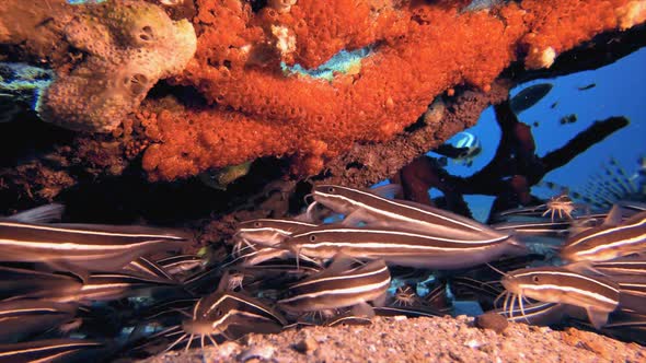 Tropical Catfish and Red Sea Sponge