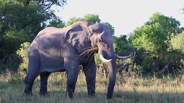 Massive African elephant pulls dry grass with its trunk and eats it