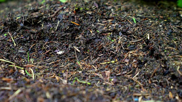 Small Forest Ants Carrying Leaves on a Dry Tree Trunk a Large Number of Ants in a Forest