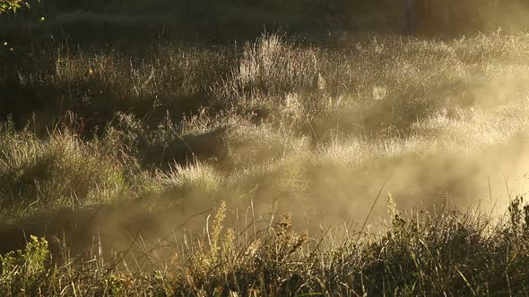 Drifting Mist At Sunrise