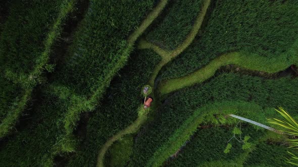 Farmer Collects Rice on Beautiful Rice Terrace