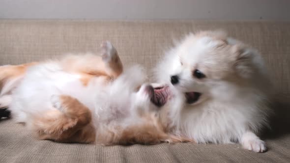 Chihuahua and pomeranian cute dogs playing bite together