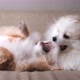 Chihuahua and pomeranian cute dogs playing bite together - VideoHive Item for Sale