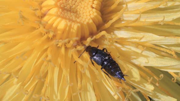 Beetle Hides Wings Under Elytra and Crawls