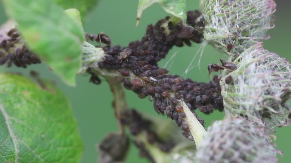 Ant Watching Over a Group Of Aphids