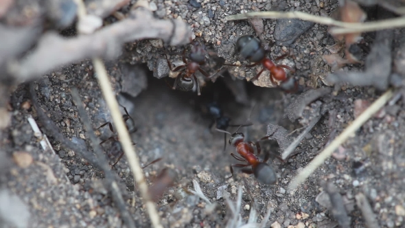 Ants In An Anthill 