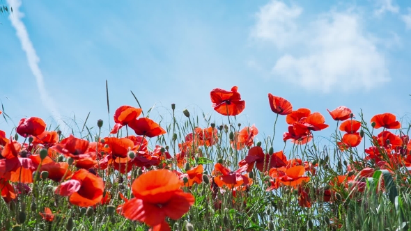 Poppy Field