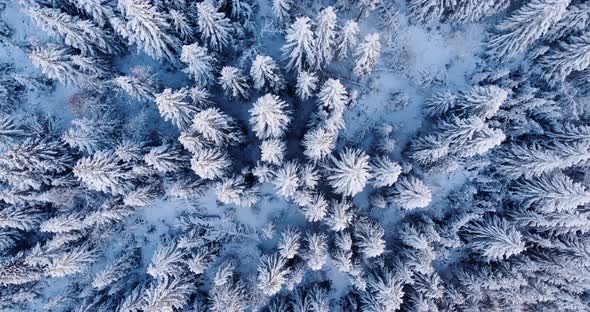 White winter trees covered in snow -aerial rotate