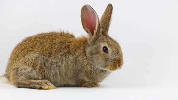 Cute Curious Little Fluffy Brown Rabbit Sitting on a Gray Background Closeup