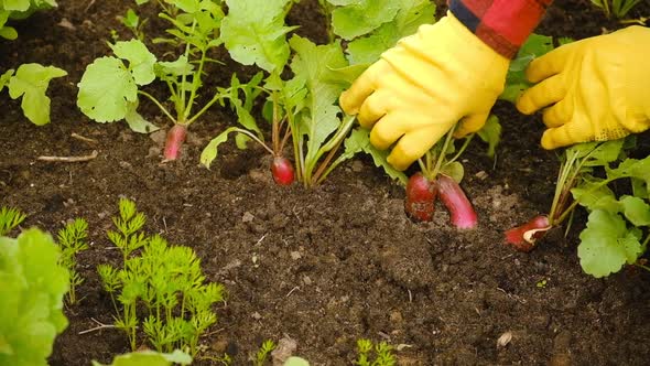 Farmer Inspected Fresh Radishes in Vegetable Garden