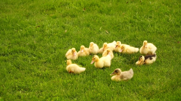 Footage Little Ducklings Walking Outdoors On Green Grass