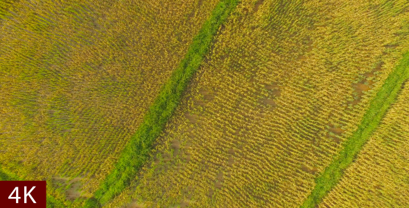 Aerial View Of A Rice Field