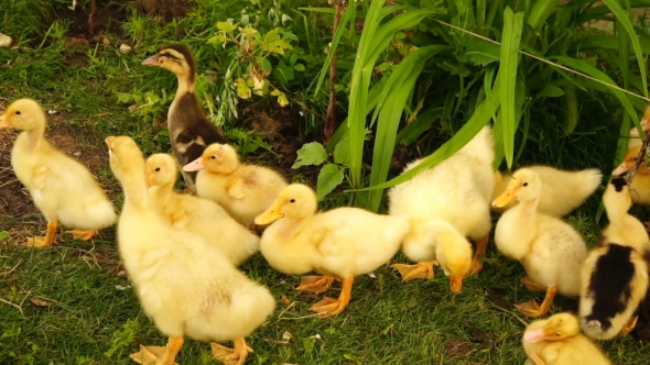 Footage Little Ducklings Walking Outdoors On Green Grass