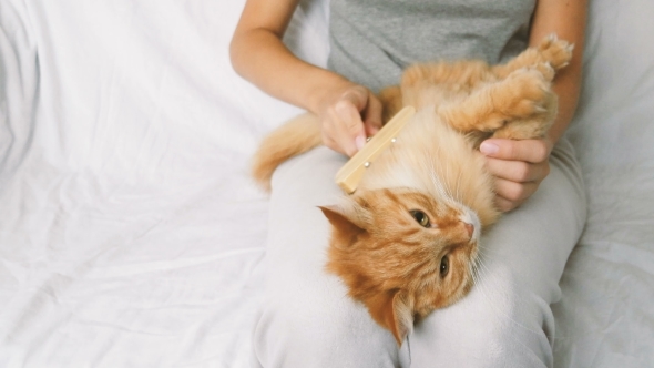 The Woman Combs A Dozing Cat's Fur. Ginger Cat Lies On Woman Legs