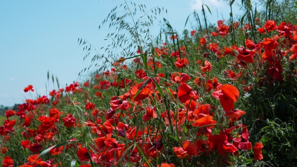 Poppy Field