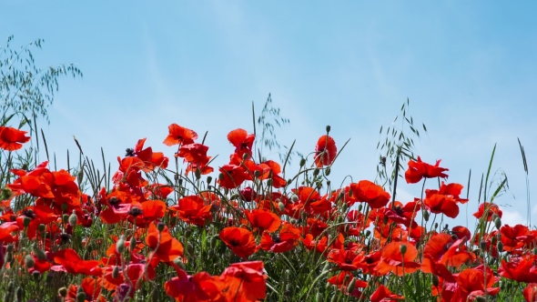 Poppy Field