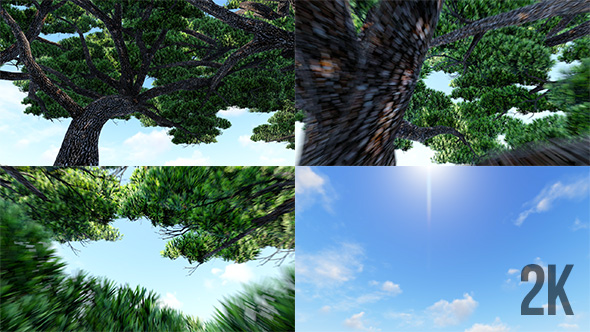 Flying through Tree to Sky