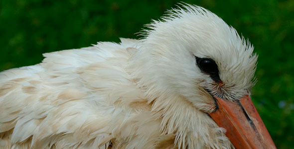 Bird. Old Stork.