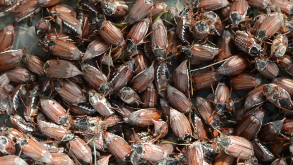 Cockchafer Chafer Bunch