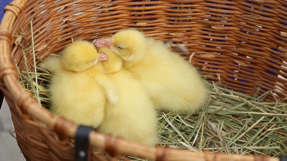Chicks Geese Sitting in the Basket
