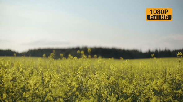 Rapeseed Field and Forest on a Horizon