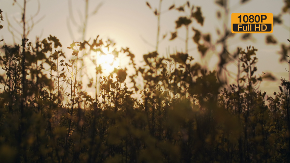 Rapeseed Flowers In Sunset Light