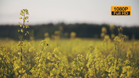 Bee On a Rapeseed Flower