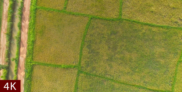 Aerial View Of A Rice Field In Laos