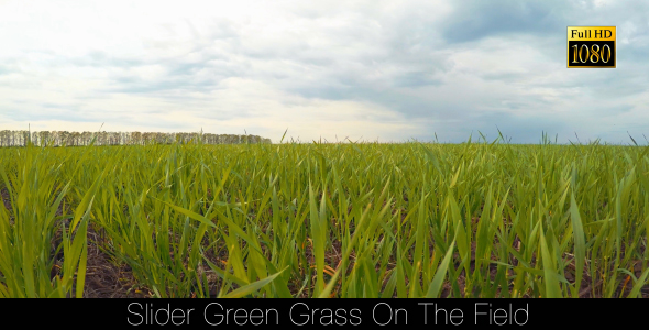 Slider Green Grass On The Field 2